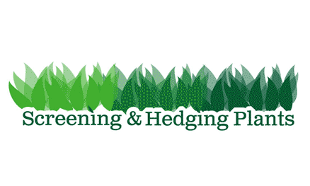 Screening hedge plants